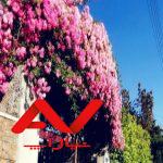 متل قو اجاره روزانه