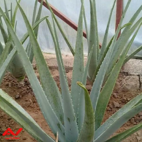 فروش برگ آلوورا