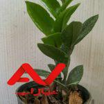 فروش گل خانگی