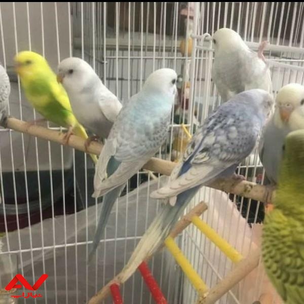 مرغ عشق اسپانگل