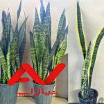 فروش گل خانگی