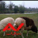 ۳ راس گوسفند