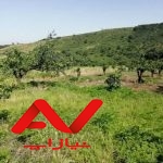 زمین با ویو زیبای جنگلی و سرسبز