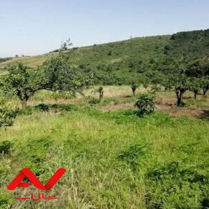 زمین با ویو زیبای جنگلی و سرسبز