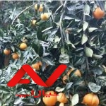باغ مرکبات دارای مجوز ساخت