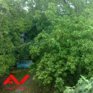 زمین ۲۰۰ متری در شالیزار پالوجده
