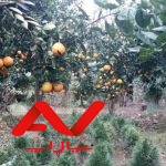 باغ مرکبات دارای مجوز ساخت