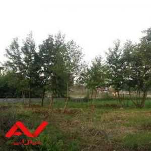 فروش زمین ۱۴۷متری درختکاری شده و سرسبز