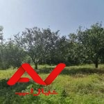 زمین با ویو زیبای جنگلی و سرسبز
