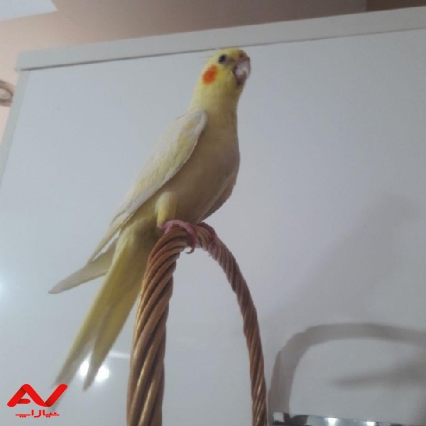 عروس هلندی شاتخم