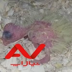 جوجه عروس هلندی
