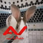 خرگوش نر