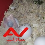 جوجه عروس هلندی