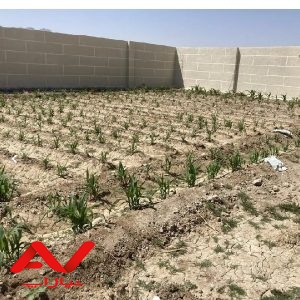 زمین باغی ٥٠٠متری -زیار-اندلان-دیوارکشی شده