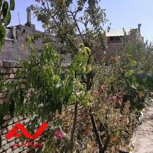 باغچه چهاردیواری
