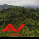 ۲۶هزار متر زمین جنگلی