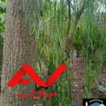زمین #فروش_فوری 🔴آدرس ملک ➖ #بندرانزلی