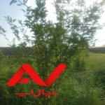 فروش زمین با سند مسکونی