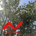 زمین فروش فوری