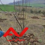 فروش باغ ۳۰۰۰متری