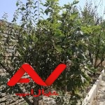 زمین فروش فوری