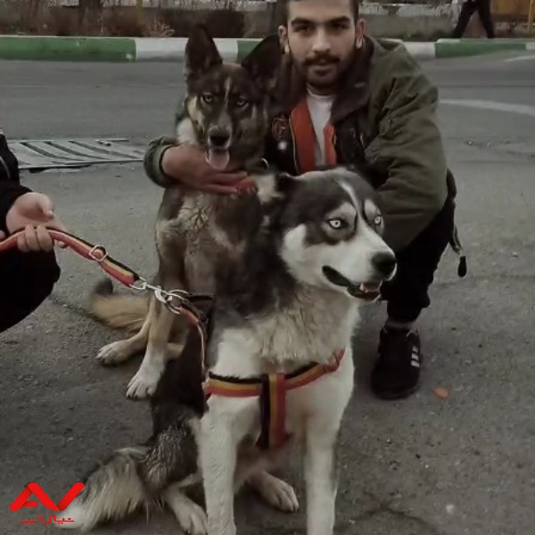 سگ ژرمن میکس