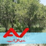 فروش باغ میوه ۲۴۰۰ متری