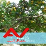 فروش باغ میوه ۲۴۰۰ متری