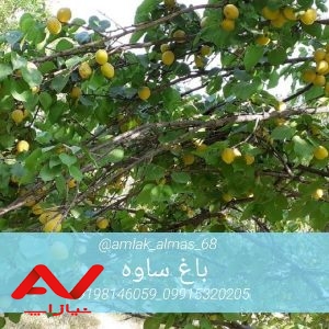 فروش باغ میوه ۲۴۰۰ متری