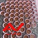 سفارش انواع سبزیجات محلی