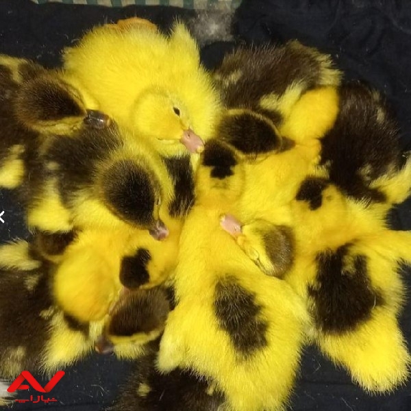 فروش اردک اسرائیلی
