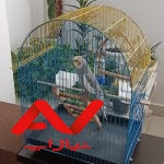 عروس هلندی نر 10ماهه با قفس و وسایلش
