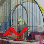 عروس هلندی نر 10ماهه با قفس و وسایلش