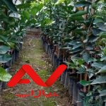 فروش انواع ارقام سفید ریشه