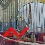 عروس هلندی نر 10ماهه با قفس و وسایلش