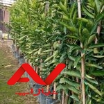 فروش انواع ارقام سفید ریشه