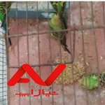 مرغ عشق انگلیسی و معمولی