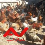فروش خروس محلی