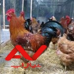 فروش خروس محلی