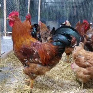 فروش خروس محلی