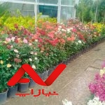 خدمات باغبانی باغبان تهران تعویض خاک گلدان گلکار