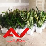 خدمات باغبانی باغبان تهران تعویض خاک گلدان گلکار