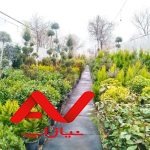 خدمات باغبانی باغبان تهران تعویض خاک گلدان گلکار